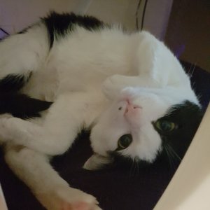 고양이 실종 코리아쇼트헤어 경상남도 진주시