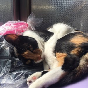 고양이 실종 코리아쇼트헤어 서울특별시 동대문구