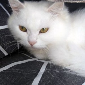 고양이 실종 페르시안 제주특별자치도 제주시