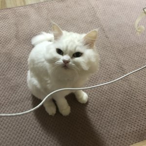 고양이 실종 페르시안 전라북도 전주시 완산구