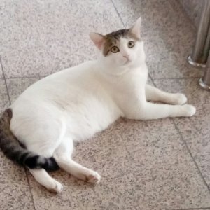 고양이 실종 코리아쇼트헤어 경기도 부천시 원미구