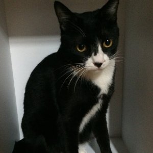 고양이 실종 코리아쇼트헤어 서울특별시 용산구