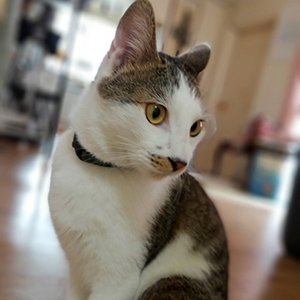 고양이 실종 코리아쇼트헤어 서울특별시 강동구