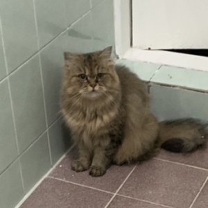 고양이 실종 페르시안 경기도 안산시 상록구