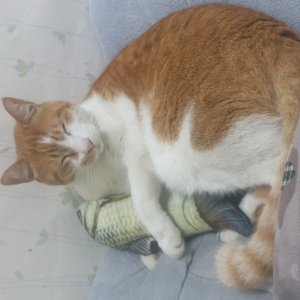 고양이 실종 코리아쇼트헤어 강원도 춘천시