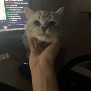 고양이 실종 아메리칸쇼트헤어 경기도 수원시 팔달구