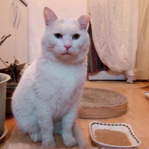 고양이 실종 터키시앙고라 서울특별시 종로구