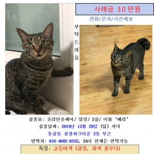 고양이 실종 코리아쇼트헤어 부산광역시 영도구