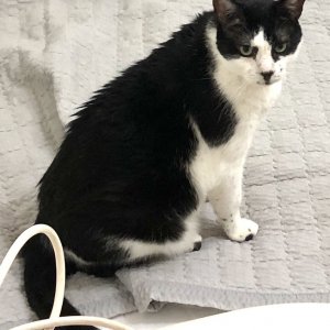 고양이 실종 코리아쇼트헤어 경기도 부천시 원미구