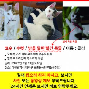 고양이 실종 코리아쇼트헤어 대전광역시 대덕구