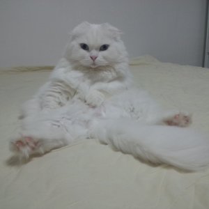 고양이 실종 스코티시폴드 서울특별시 중랑구
