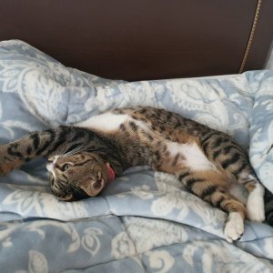 고양이 실종 코리아쇼트헤어 부산광역시 남구