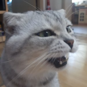 고양이 실종 스코티시폴드 경기도 성남시 중원구