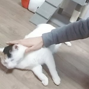 고양이 실종 코리아쇼트헤어 경기도 김포시