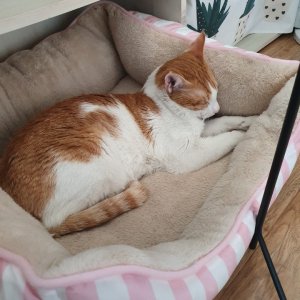 고양이 실종 코리아쇼트헤어 광주광역시 남구