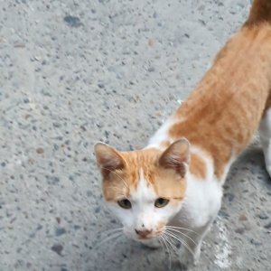 고양이 실종 코리아쇼트헤어 경상북도 영천시