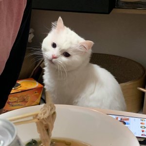 고양이 실종 터키시앙고라 서울특별시 마포구