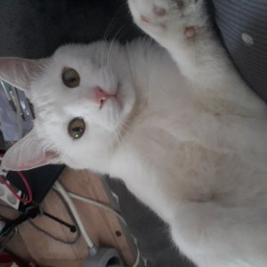 고양이 실종 터키시앙고라 서울특별시 동작구