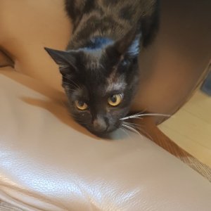 고양이 실종 코리아쇼트헤어 서울특별시 동작구