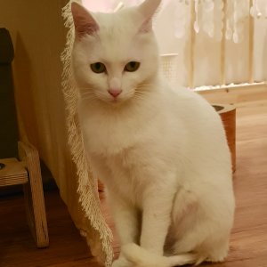 고양이 실종 터키시앙고라 부산광역시 북구