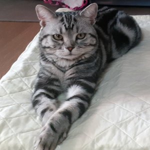 고양이 실종 아메리칸쇼트헤어 대구광역시 남구