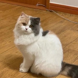 고양이 실종 아비시니안 부산광역시 남구