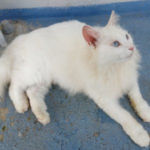 고양이 실종 터키시앙고라 전라남도 여수시