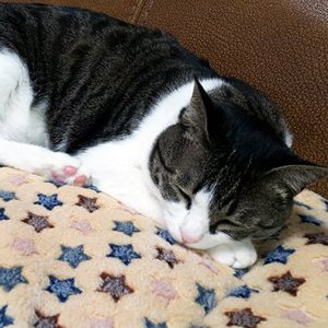 고양이 실종 코리아쇼트헤어 경상북도 경주시