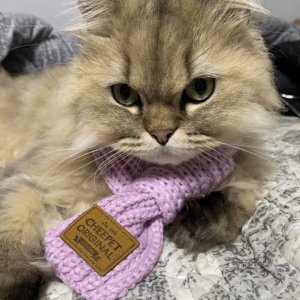 고양이 실종 페르시안 부산광역시 남구