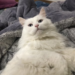 고양이 실종 터키시앙고라 경상북도 경산시