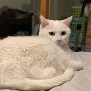 고양이를 찾습니다 고양이 전단지