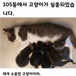 고양이를 찾습니다 고양이 전단지