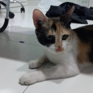 고양이 주인을 찾습니다 고양이 전단지