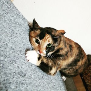 고양이를 찾습니다 고양이 전단지