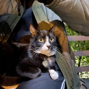 고양이 목격 코리아쇼트헤어 서울특별시 광진구