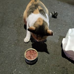 고양이 목격 코리아쇼트헤어 서울특별시 동작구