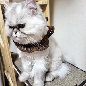 고양이를 찾습니다 고양이 전단지