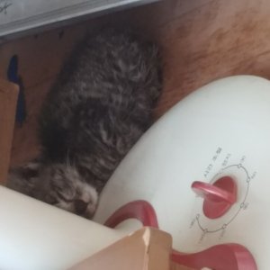 고양이 주인을 찾습니다 고양이 전단지