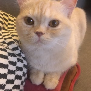 고양이 실종 스코티시폴드 서울특별시 성북구