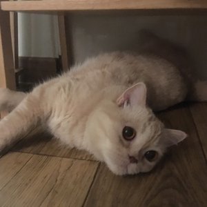 고양이를 찾습니다 고양이 전단지