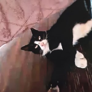 고양이를 찾습니다 고양이 전단지