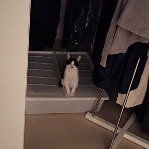 고양이를 찾습니다 고양이 전단지