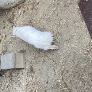 고양이 주인을 찾습니다 고양이 전단지