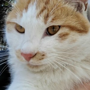고양이 실종 코리아쇼트헤어 경기도 의정부시