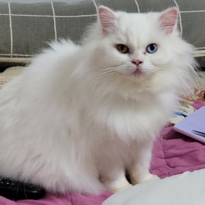 고양이 실종 페르시안 부산광역시 사상구