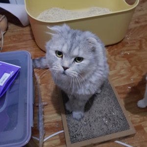 고양이를 찾습니다 고양이 전단지