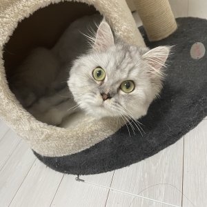 고양이를 찾습니다 고양이 전단지