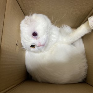 고양이 실종 스코티시폴드 서울특별시 강남구