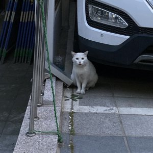 고양이 주인을 찾습니다 터키시앙고라 서울특별시 동대문구