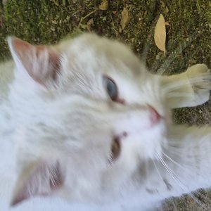 고양이 주인을 찾습니다 터키시앙고라 경기도 광명시